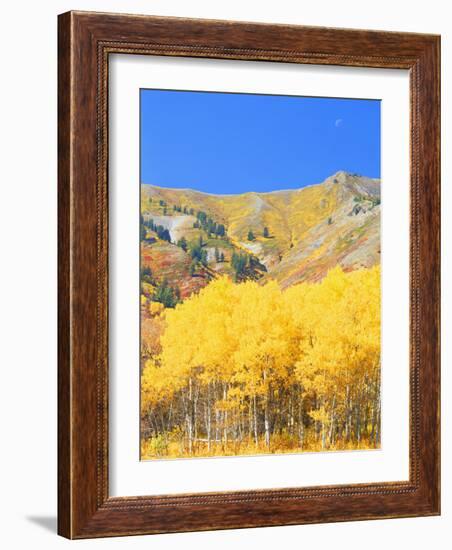 Aspen Forest at Dusk, Wellsville Mountains, Wasatch-Cache National Forest, Utah, USA-Scott T. Smith-Framed Photographic Print