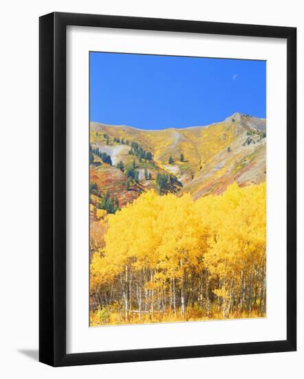 Aspen Forest at Dusk, Wellsville Mountains, Wasatch-Cache National Forest, Utah, USA-Scott T. Smith-Framed Photographic Print