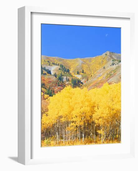 Aspen Forest at Dusk, Wellsville Mountains, Wasatch-Cache National Forest, Utah, USA-Scott T. Smith-Framed Photographic Print