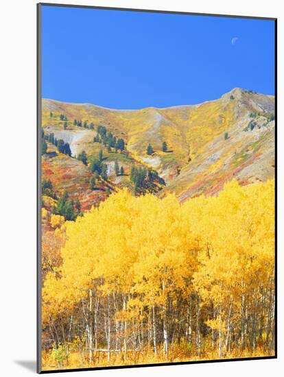 Aspen Forest at Dusk, Wellsville Mountains, Wasatch-Cache National Forest, Utah, USA-Scott T. Smith-Mounted Photographic Print