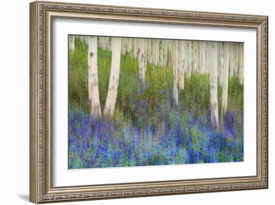 Aspen Forest Floor-Chris Vest-Framed Art Print