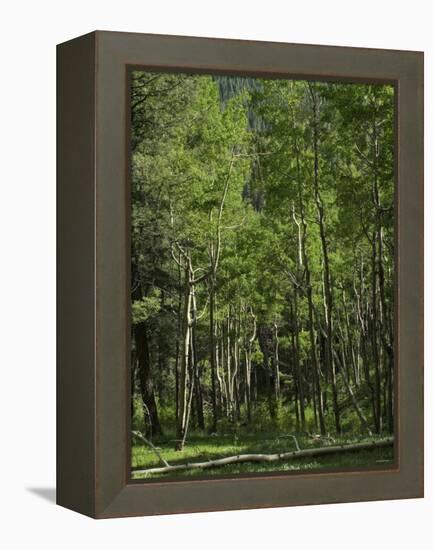 Aspen Forest in the Pecos Wilderness, Sangre De Cristo Mountains, New Mexico-null-Framed Premier Image Canvas