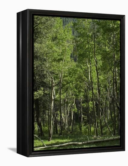 Aspen Forest in the Pecos Wilderness, Sangre De Cristo Mountains, New Mexico-null-Framed Premier Image Canvas