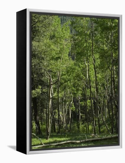 Aspen Forest in the Pecos Wilderness, Sangre De Cristo Mountains, New Mexico-null-Framed Premier Image Canvas