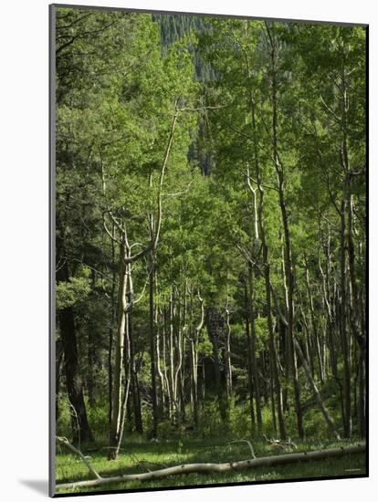 Aspen Forest in the Pecos Wilderness, Sangre De Cristo Mountains, New Mexico-null-Mounted Photographic Print