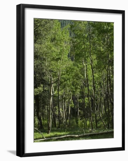 Aspen Forest in the Pecos Wilderness, Sangre De Cristo Mountains, New Mexico-null-Framed Photographic Print