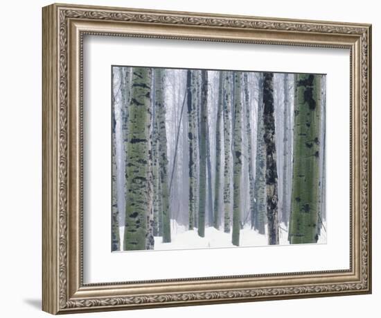 Aspen forest in winter, Methow Valley, Washington, USA-Charles Gurche-Framed Photographic Print