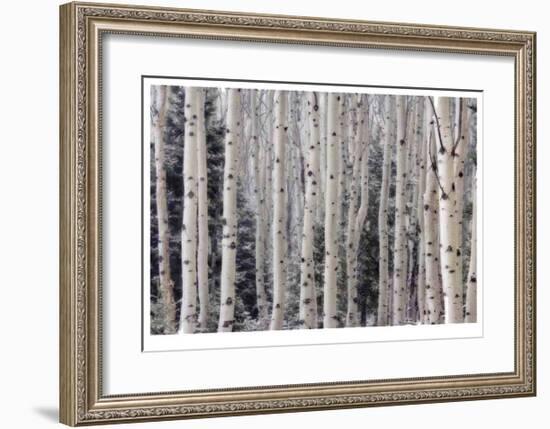 Aspen Forest-Donald Paulson-Framed Giclee Print