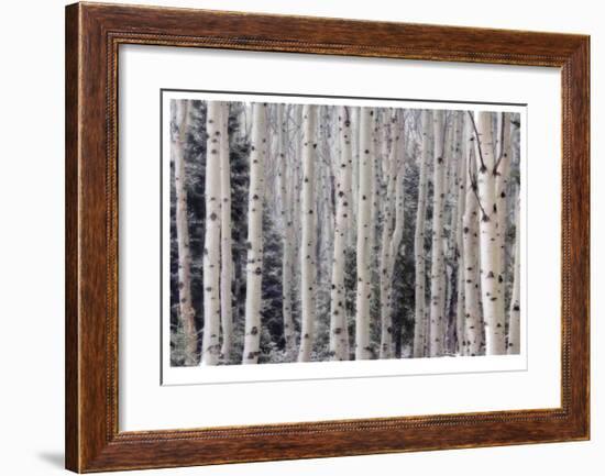 Aspen Forest-Donald Paulson-Framed Giclee Print