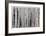 Aspen Forest-Donald Paulson-Framed Giclee Print