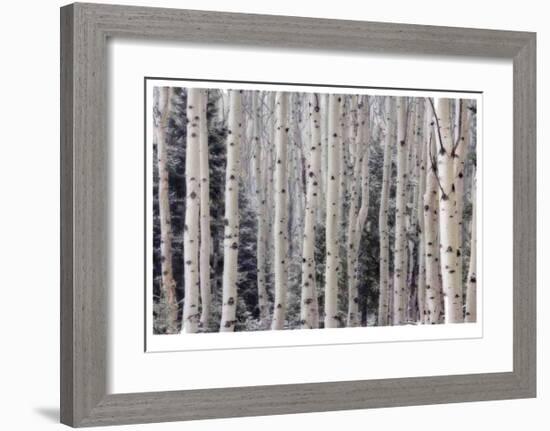 Aspen Forest-Donald Paulson-Framed Giclee Print