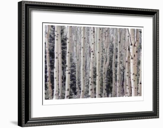 Aspen Forest-Donald Paulson-Framed Giclee Print