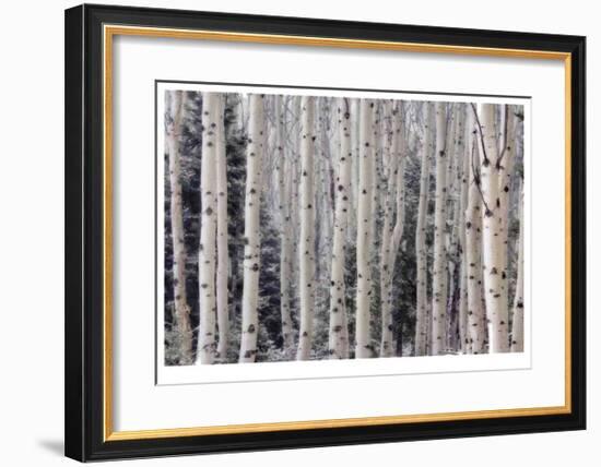 Aspen Forest-Donald Paulson-Framed Giclee Print