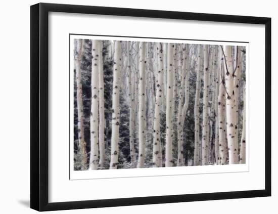 Aspen Forest-Donald Paulson-Framed Giclee Print