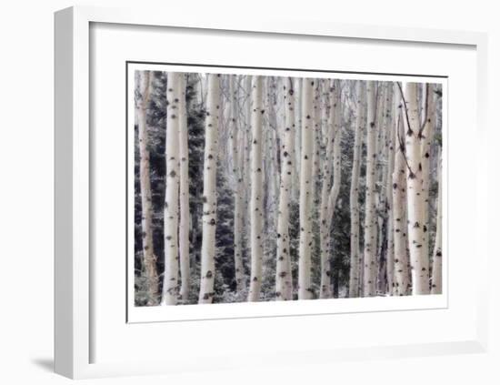 Aspen Forest-Donald Paulson-Framed Giclee Print