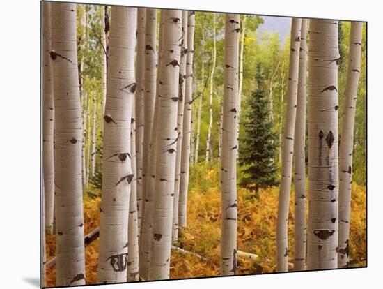 Aspen Forest-William Manning-Mounted Photo