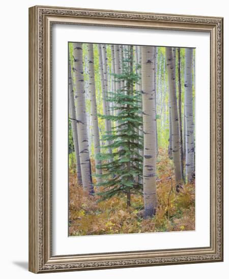 Aspen Forest-Donald Paulson-Framed Giclee Print