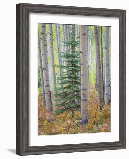 Aspen Forest-Donald Paulson-Framed Giclee Print