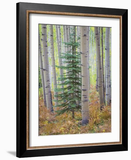 Aspen Forest-Donald Paulson-Framed Giclee Print