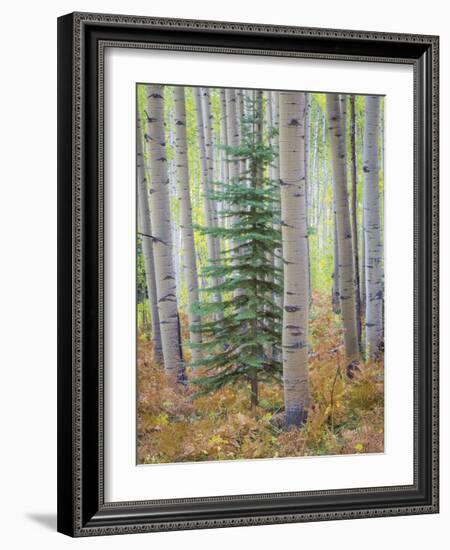 Aspen Forest-Donald Paulson-Framed Giclee Print