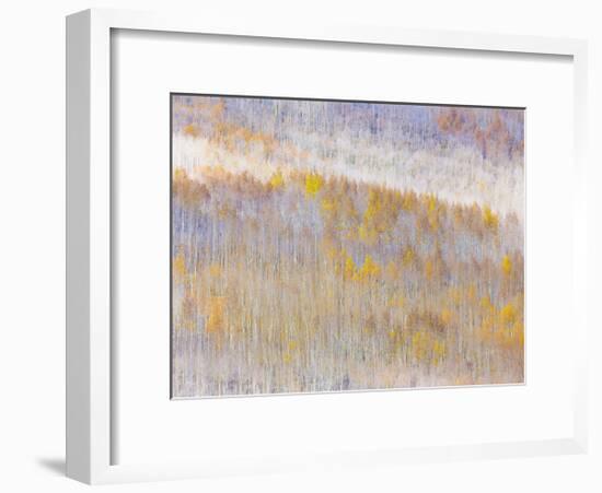 Aspen Forest-Donald Paulson-Framed Giclee Print