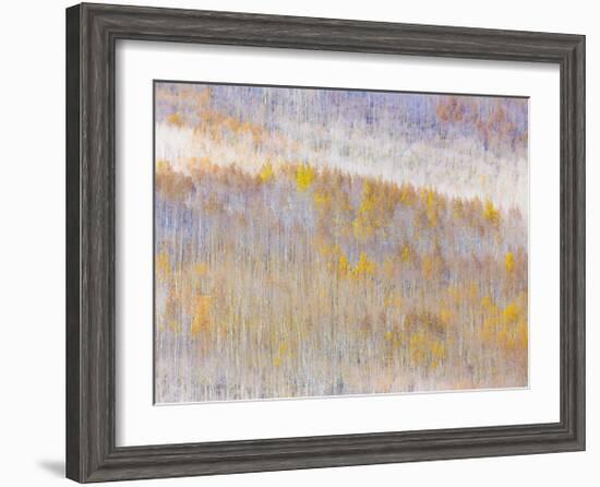 Aspen Forest-Donald Paulson-Framed Giclee Print