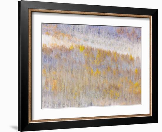 Aspen Forest-Donald Paulson-Framed Giclee Print