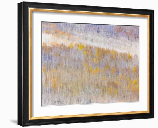 Aspen Forest-Donald Paulson-Framed Giclee Print