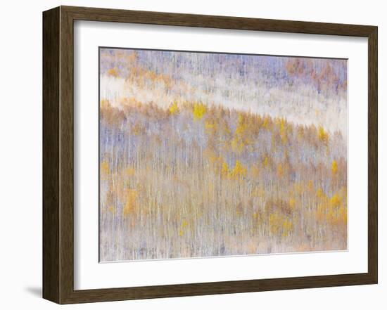 Aspen Forest-Donald Paulson-Framed Giclee Print