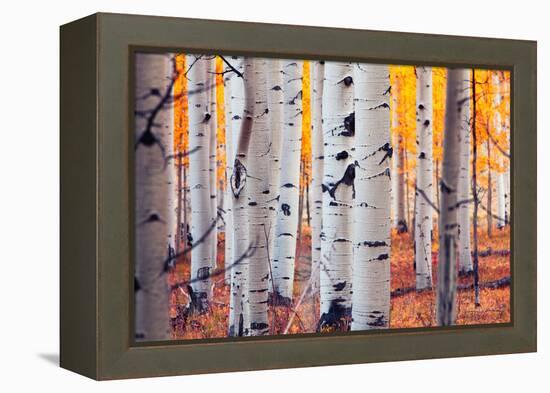 Aspen Forest-Lantern Press-Framed Stretched Canvas