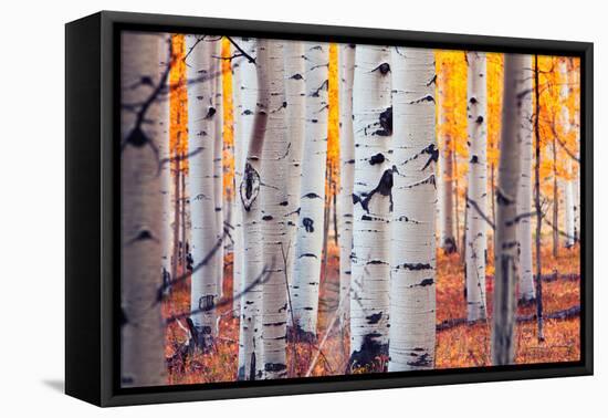 Aspen Forest-Lantern Press-Framed Stretched Canvas