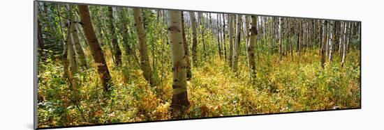 Aspen Grove at Two Medicine Valley, Us Glacier National Park, Montana, USA-null-Mounted Photographic Print
