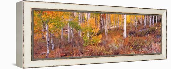 Aspen Grove Autumn Color, Logan Canyon, Utah, USA-Terry Eggers-Framed Premier Image Canvas