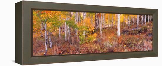Aspen Grove Autumn Color, Logan Canyon, Utah, USA-Terry Eggers-Framed Premier Image Canvas