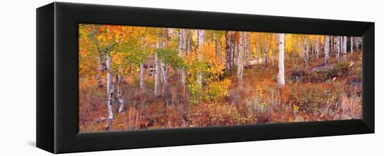 Aspen Grove Autumn Color, Logan Canyon, Utah, USA-Terry Eggers-Framed Premier Image Canvas