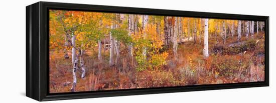 Aspen Grove Autumn Color, Logan Canyon, Utah, USA-Terry Eggers-Framed Premier Image Canvas