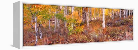 Aspen Grove Autumn Color, Logan Canyon, Utah, USA-Terry Eggers-Framed Premier Image Canvas