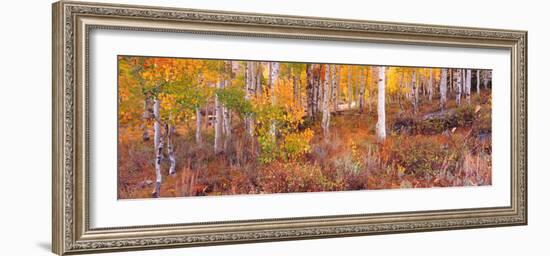 Aspen Grove Autumn Color, Logan Canyon, Utah, USA-Terry Eggers-Framed Photographic Print