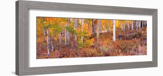 Aspen Grove Autumn Color, Logan Canyon, Utah, USA-Terry Eggers-Framed Photographic Print