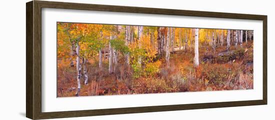 Aspen Grove Autumn Color, Logan Canyon, Utah, USA-Terry Eggers-Framed Photographic Print