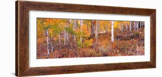 Aspen Grove Autumn Color, Logan Canyon, Utah, USA-Terry Eggers-Framed Photographic Print