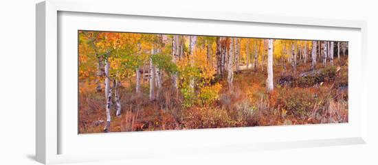 Aspen Grove Autumn Color, Logan Canyon, Utah, USA-Terry Eggers-Framed Photographic Print