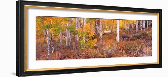 Aspen Grove Autumn Color, Logan Canyon, Utah, USA-Terry Eggers-Framed Photographic Print