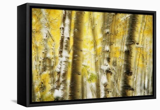 Aspen Grove Blanketed with Snow-Darrell Gulin-Framed Premier Image Canvas