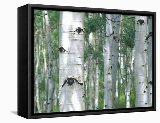 Aspen Grove, Colorado, USA-Julie Eggers-Framed Premier Image Canvas