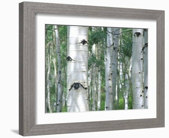 Aspen Grove, Colorado, USA-Julie Eggers-Framed Photographic Print