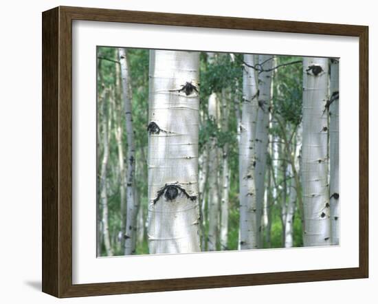 Aspen Grove, Colorado, USA-Julie Eggers-Framed Photographic Print