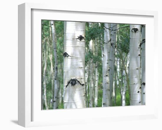Aspen Grove, Colorado, USA-Julie Eggers-Framed Photographic Print