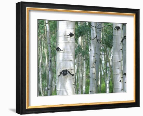 Aspen Grove, Colorado, USA-Julie Eggers-Framed Photographic Print