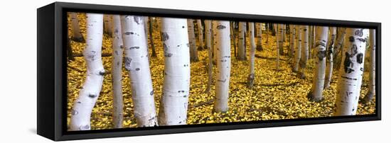 Aspen Grove, Cumbres Pass, San Juan Mountains, Colorado, Usa-null-Framed Premier Image Canvas